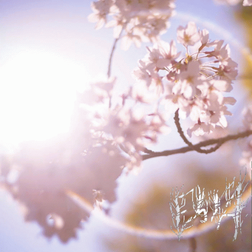 Ebola (JAP) : 春望